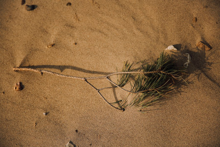 Ancient roots and trees on a wild beachの写真素材