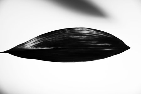 Black and white leaf on a white background. Minimalistic concept.