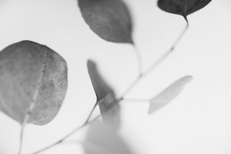 Eucalyptus leaves on white background. Black and white photo.