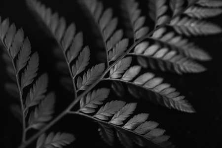 Black and white photo of fern leaves on a black background.の写真素材