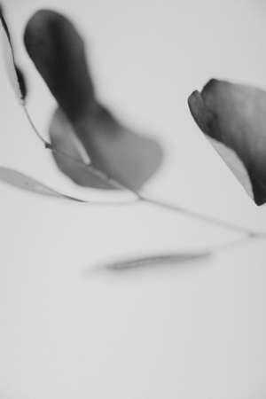 Eucalyptus leaves on a white background. Black and white photo.の写真素材