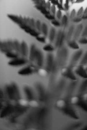 Black and white fern leaf close up. Blurred background.の写真素材