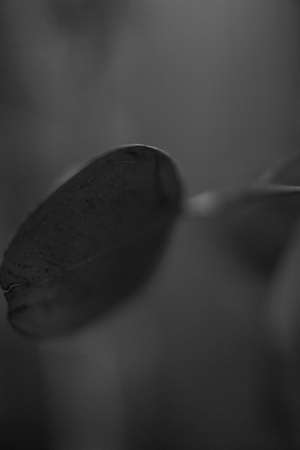 Black and white photo of a plant in the garden. Macro photographyの写真素材