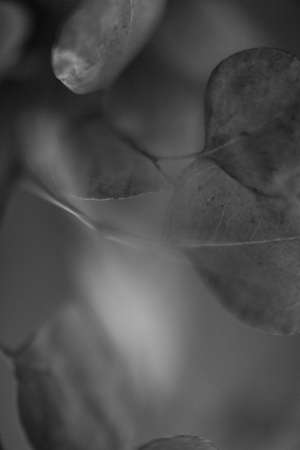 Macro shot of Eucalyptus leaves in monochromeの写真素材