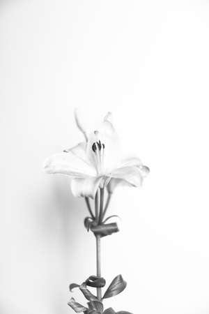 white lily flower on a white background, black and white photoの写真素材