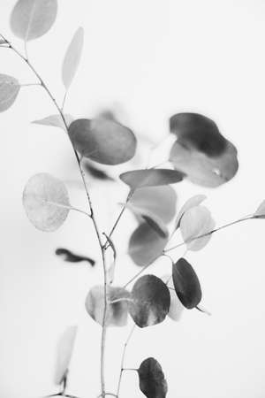 Black and white.の写真素材