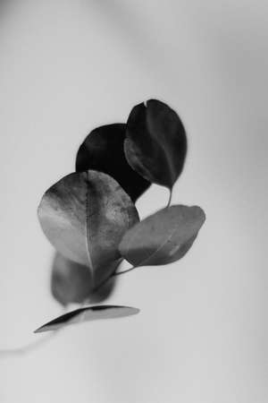 Eucalyptus leaves, eucalyptus branch, black and white photoの写真素材