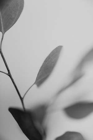 Black and white photo of eucalyptus branch with leaves.の写真素材