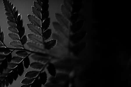 Black and white fern leaves on a dark background with copy spaceの写真素材