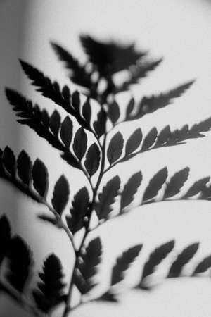 Black and white photo of a fern leaf on a white wallの写真素材
