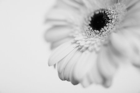 Gerbera flower close-up. Black and white photo.