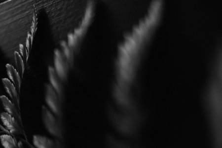 Black and white photo of fern leaves on a dark background.