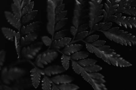 Black fern leaves on black background. Black and white photo.の写真素材