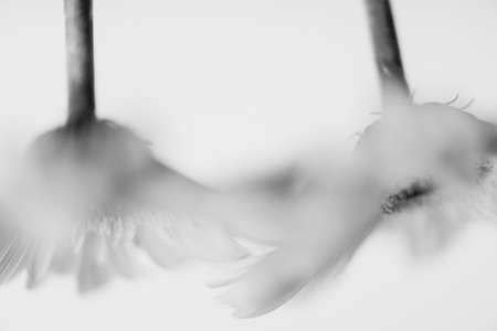 A closeup shot of the wings with a blurred backgroundの写真素材