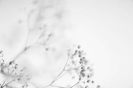 Flowers and leaves on a white background.の写真素材