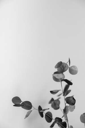 Eucalyptus branches on a white background. Black and white photo.の写真素材