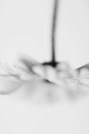 Macro shot of a flower petals in black and white.の写真素材