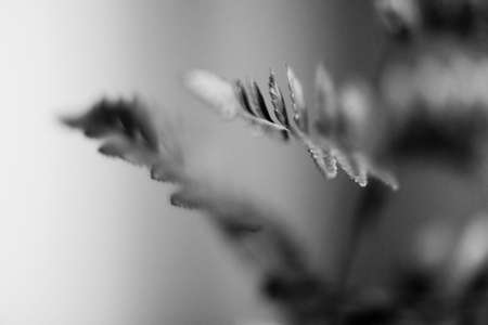 Black and white photo of a small plant with a blurred background.の写真素材