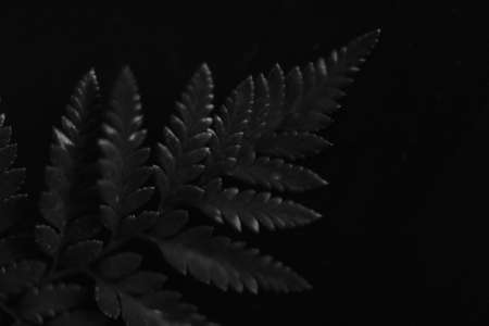 Black fern leaves on a dark background. Black and white photo.の写真素材