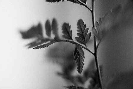 Black and white photo of plant in pot. Macro shot.