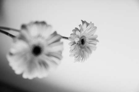 Daisy flower on white background. Black and white photo.の写真素材