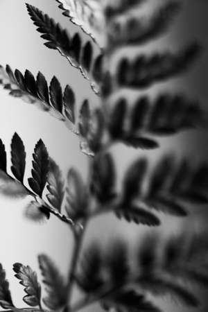 Black and white photo of fern leaves close-up. Natural background.の写真素材