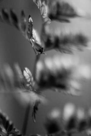 A macro shot of a plant stem with black and white tones.の写真素材