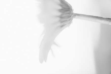 Dandelion flower on a white background. Black and white photo.の写真素材