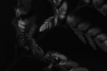 Beautiful black and white fern leaves on a dark background.の写真素材
