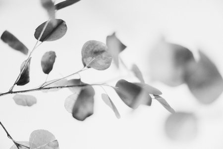 Eucalyptus branches with leaves, black and white photo.