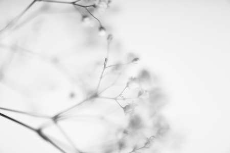 Dried flowers on a white background. Monochrome photo.の写真素材