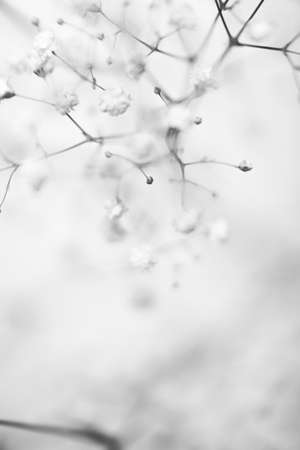 Closeup of gypsophila flowers, selective focus, vintage toneの写真素材