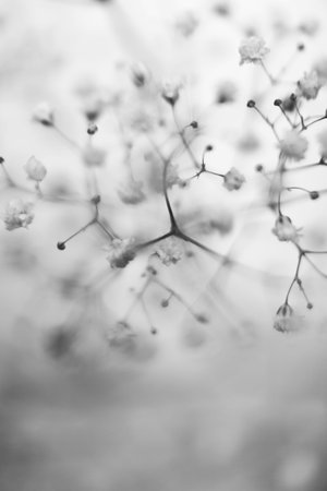 Dried flowers in monochrome. Floral abstract background.