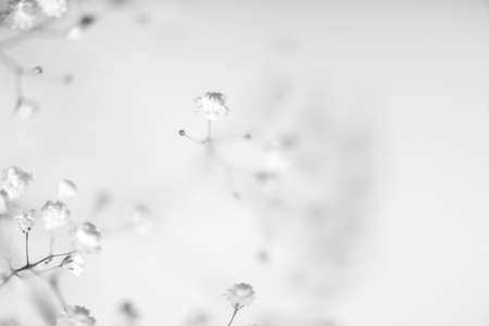 White gypsophila flowers on white background, closeup. Space for textの写真素材