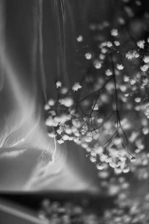 White gypsophila flowers on the background of a veil.の写真素材