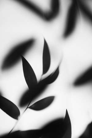 Abstract black and white leaves on white background. Minimal concept.の写真素材
