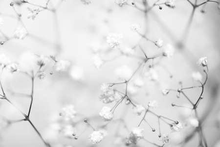 White gypsophila flowers on white background, monochromeの写真素材