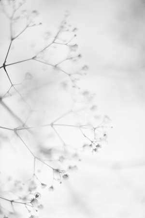 Small white flowers on a blurred background. Monochrome photo.の写真素材