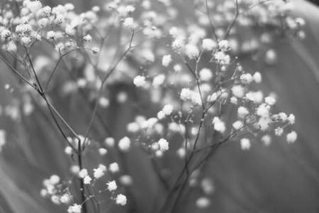 Beautiful gypsophila flower in black and white tone.の写真素材
