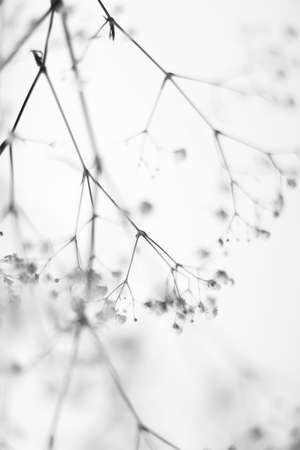 Black and white photo.の写真素材