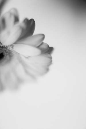 Beautiful gerbera flower in black and white, macro photoの写真素材