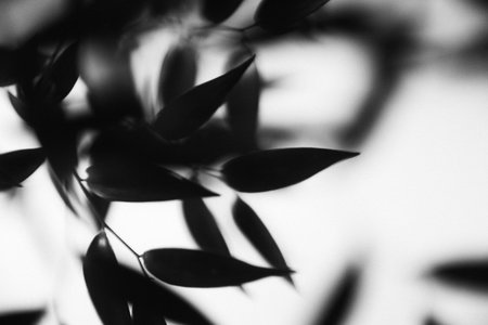 Black and white photo of an eucalyptus branch with leaves