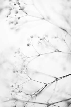 Black and white macro photo of gypsophila flowers with blurred backgroundの写真素材