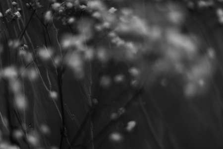 abstract black and white background with flowers and leaves. High quality photoの写真素材