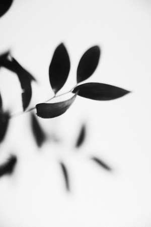 Black and white photo of branch with leaves on a white backgroundの写真素材