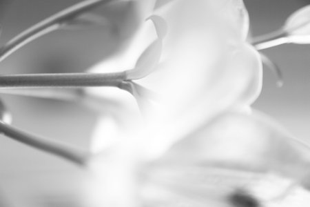Close up of white flower petals in monochrome tone.の写真素材