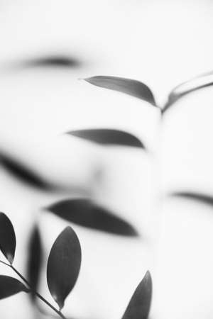 Shadow of a plant on a white wall. Black and white photo.の写真素材
