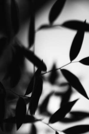 Black and white photo of bamboo leaves in black and white tone.の写真素材
