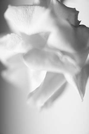 Beautiful white rose on a white background. Black and white photo.の写真素材
