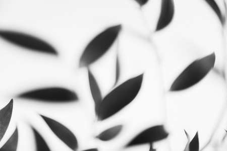 abstract black and white background with leaves on a white background.の写真素材